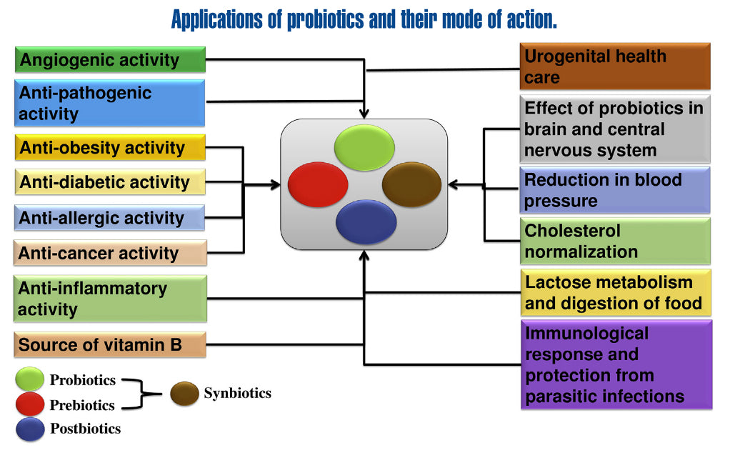 Benefaction of probiotics for human health: A review – Custom ...